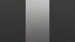 Нерест окуня. Впервые вижу.