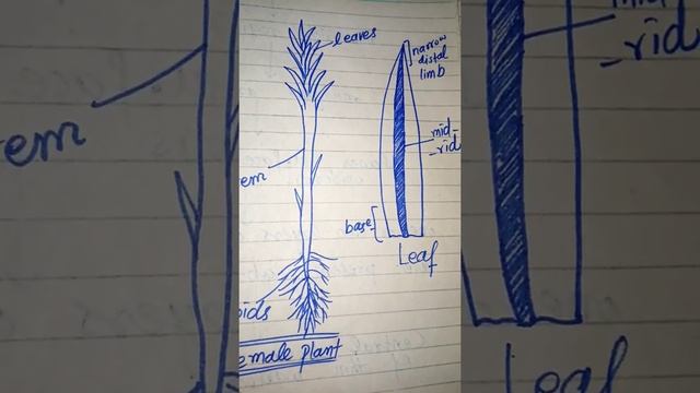 Polytrichum coming soon. #shortvideos #reproduction #polytrichum #thepoolofscience смотреть онлайн