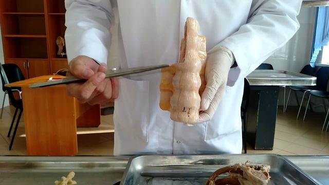 суставы 2 - Омыртқалар байланысы смотреть онлайн