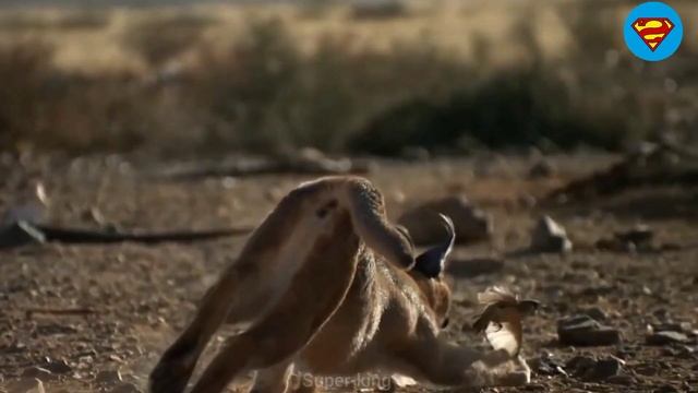 🔴Top 6 Most dangerous animals of Sahara desert || Jo insan ki Jan b lay saktay han смотреть онлайн