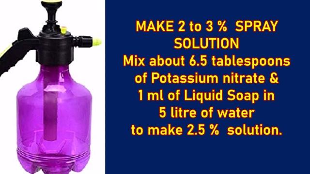 How to Apply Potassium Nitrate to Mango Trees: Increase Mango Yield смотреть онлайн