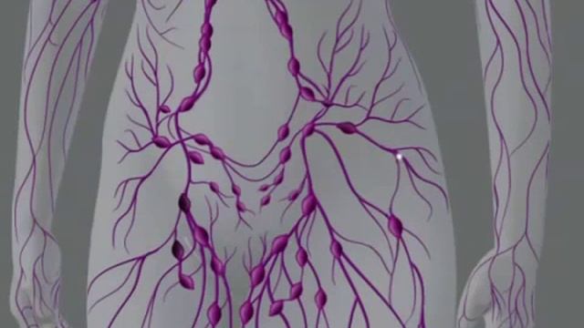 ▶ Лимфатическая система YouTube смотреть онлайн