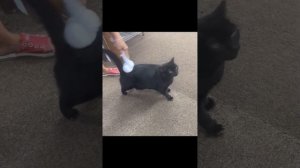 Смешные коты #кошка #смешноевидео #смешные коты