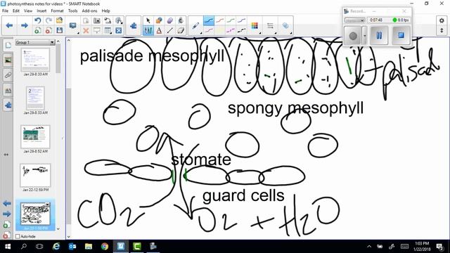 Photosynthesis 1 video - Overview смотреть онлайн
