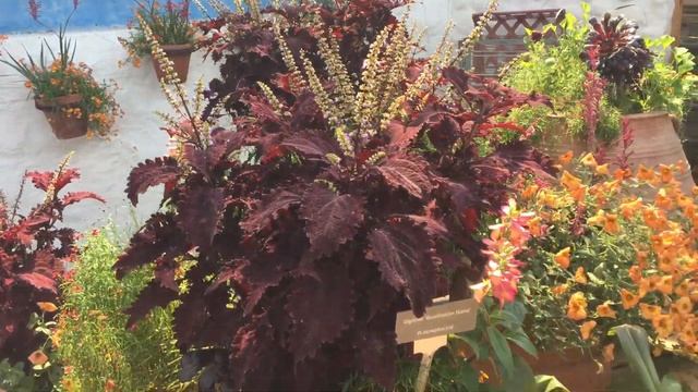 Eden Project Cornwall August 2019 смотреть онлайн