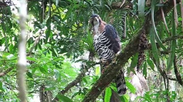 Spizaetus ornatus.wmv смотреть онлайн