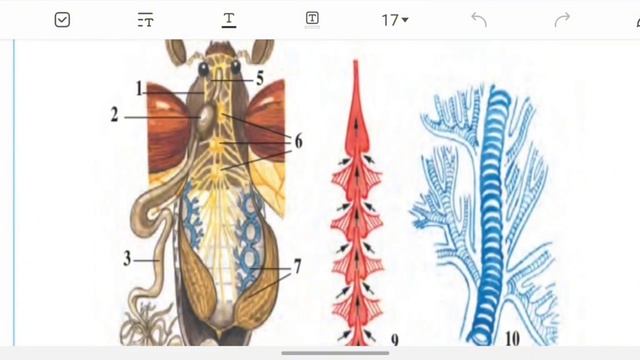 Biologiya. Biology.  7-sinf Zoologiya 6-dars. Hasharotlar.