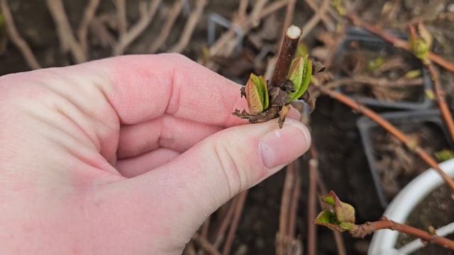 Крупнолистные гортензии после зимы. 14 марта 2024 г. смотреть онлайн