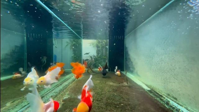Relaxing - Goldfish Tank with Algae “Pearling” 💚 смотреть онлайн