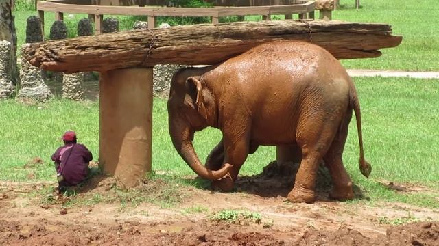 Elephant Nature Park // Chiang Mai, Thailand // Travel Vlog смотреть онлайн