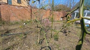 Первое цветение  дикого лимона. Понцирус трифолиата.