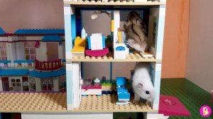 ХОМЯЧКИ в ЛЕГОГОРоДКЕ** ИГРАЮТ в БОЛЬНИЦУ** ЛЕГО ДОМИКИ