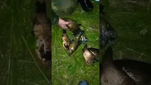 Ловля на озере на удочку куча Линя!!!!! #линь #царь #врач #рыбалка #ночь смотреть онлайн