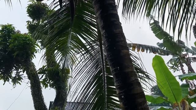 Heavy rain in wonotunggal Indonesia||a very comfortable and beautiful village смотреть онлайн