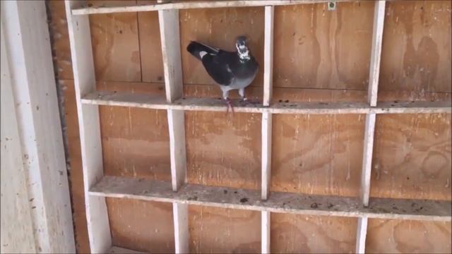 Australian Pigeon Rotavirus - Pigeon Health Episode #1 смотреть онлайн