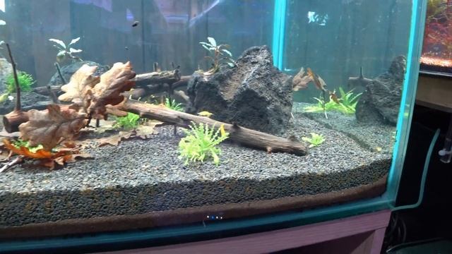 JBL Manado Dark | Best Substrate For Plants And Shrimp Tanks