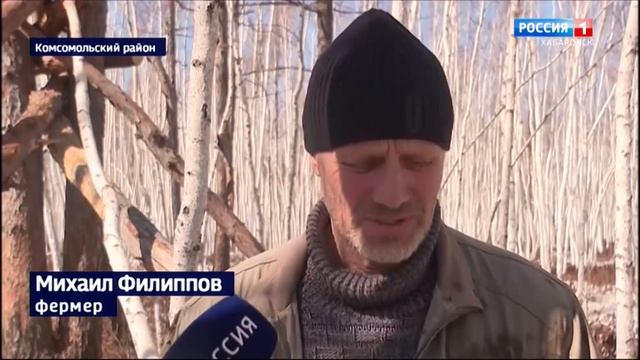 Конфискация или свобода: медвежья семья с фермы в Комсомольском районе снова ожидает решения суда смотреть онлайн