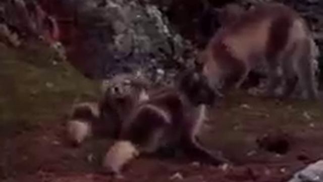 Baby Einstein Baby Noah