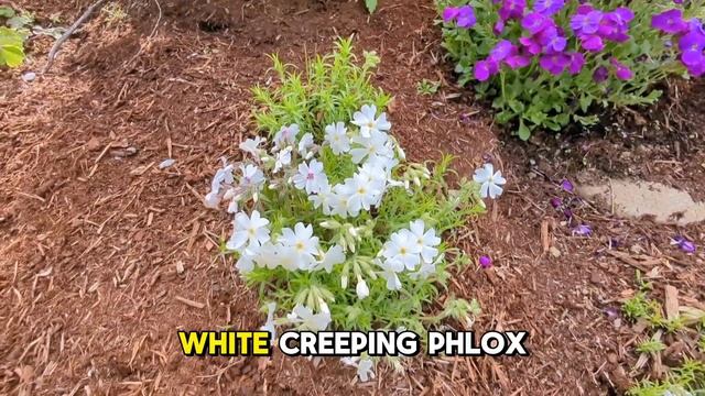Ultimate Companion Plants for Creeping Phlox смотреть онлайн
