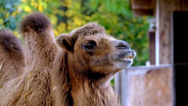 SAHARA DESERT 4K ll Relaxation Film With Calming Music ll Desert Animals 4K Video ll Relaxing Vide смотреть онлайн