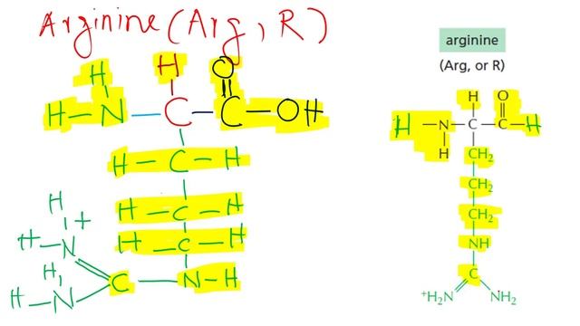 DRAW AN AMINO ACID STRUCTURE ARGININE & THREONINE смотреть онлайн