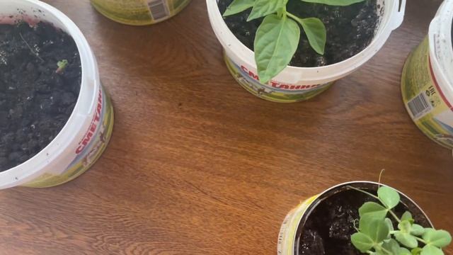 Сын опоздал на самолет ✈️ но все отлично 👍 у меня родился внук Альхамдулиллах 🙏🙏🙏 смотреть онлайн