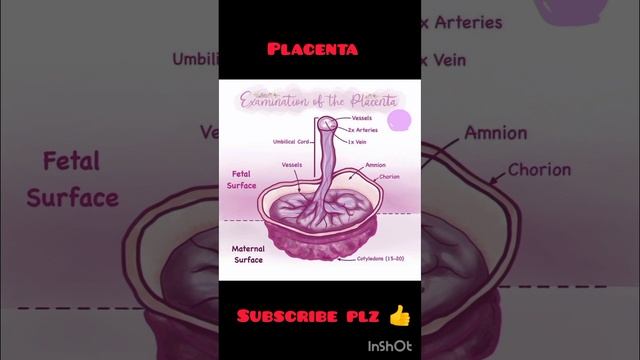 Examination of placenta #quick #learning #nursingstudent #norcet смотреть онлайн