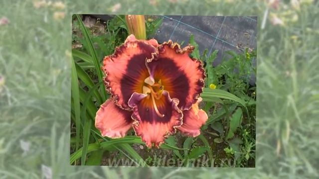 Лилейник Селекция FACEPAINT х SAPPHIRE SUMMER №16356