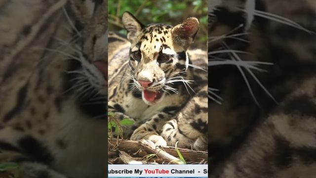 Borneo Rainforest смотреть онлайн