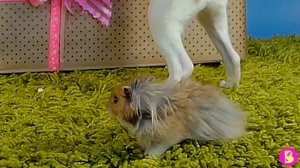 ХОМЯЧОК дарит МАМЕ в ПОДАРОК СОБАКУ