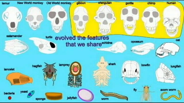 primate phylogeny from mitochondrial genome comparisons смотреть онлайн