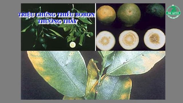 DẤU HIỆU THIẾU TRUNG VI LƯỢNG CANXI - BO VÀ CÁCH BỔ SUNG HIỆU QUẢ смотреть онлайн