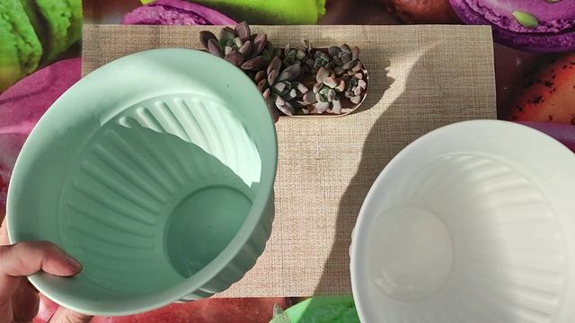 Пересадка суккулентов. Граптоверия Опалина. смотреть онлайн