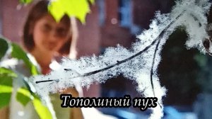 Тополиный пух (Разнесёт весна тополиный пух)