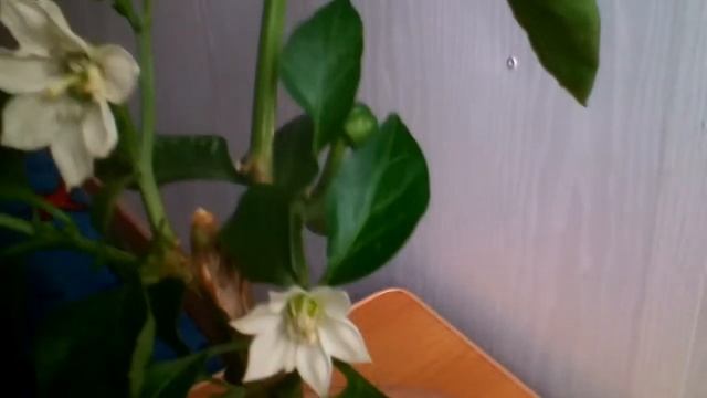 Два Андрея видео для вас. смотреть онлайн