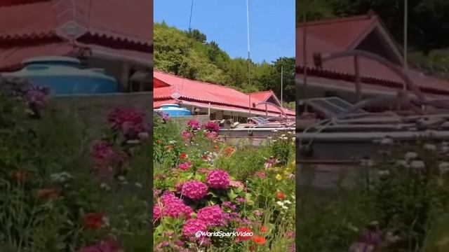 Cats Paradise: Ssukseom Island, Korea смотреть онлайн