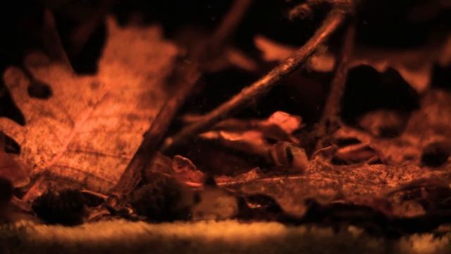Group of Corydoras panda ♥ смотреть онлайн