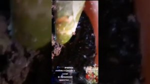 САНСОМАНИЯ... ЭТО ЧТО-ТО, А НАЧАЛОСЬ ВСЕ ВОТ ТАК С НАХОДКИ... И ПРОШЁЛ ПОЧТИ ГОД 18.07.2022