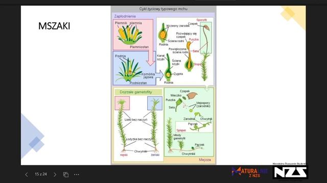 Powtórka z botaniki - Daria Pacześniak, Studenckie Koło Naukowe Nauczycieli ,,Sowa” смотреть онлайн
