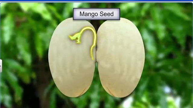 CBSE Class 11 Biology || The Fruit and the Seed || By Shiksha House смотреть онлайн