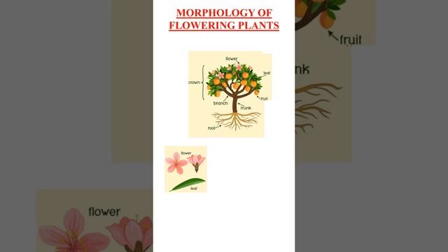 morphology of flowering plant #biology #ncert #neet смотреть онлайн