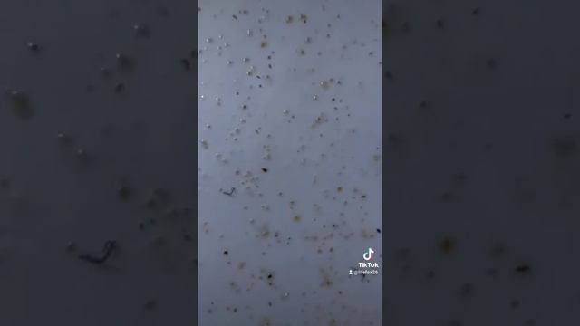 Мурашинка (Муравьинка) - ЄКО препарат від кліщів та воскової молі на основі мурашиної кислоти смотреть онлайн