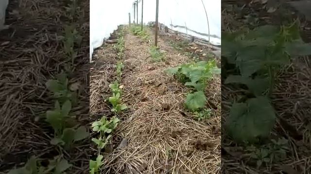 огурцы осенние))), перец. смотреть онлайн