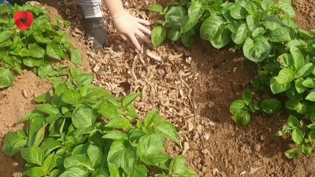 Povećajte prinose krompira samo jednim jednostavnim korakom - ovo morate znati! смотреть онлайн