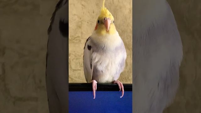 Забавный #попугай Кеша смотрит телевизор смотреть онлайн