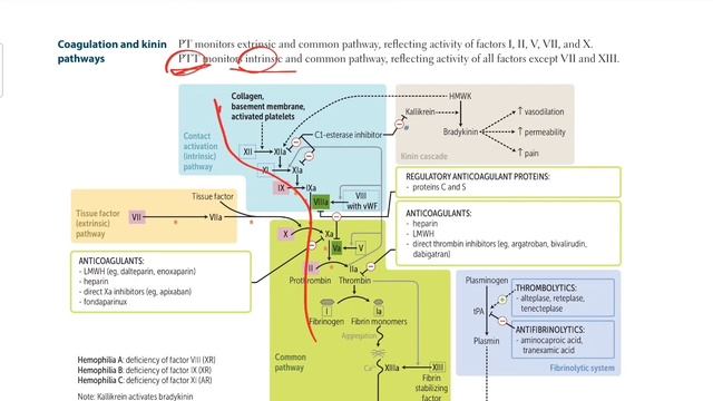 Coagulation and kinin pathway, Direct thrombin inhibitor, Thrombolytics | Hematology # 3 | First Ai смотреть онлайн