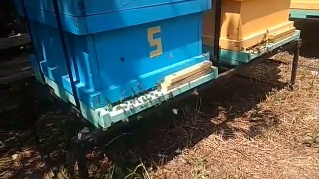 пасека смотреть онлайн