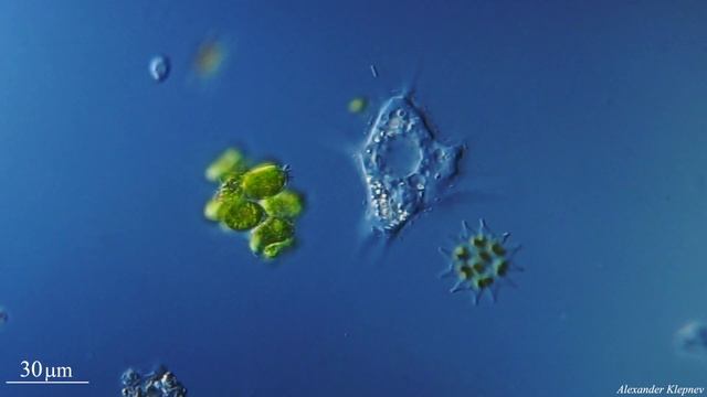 Amoeba and algae смотреть онлайн