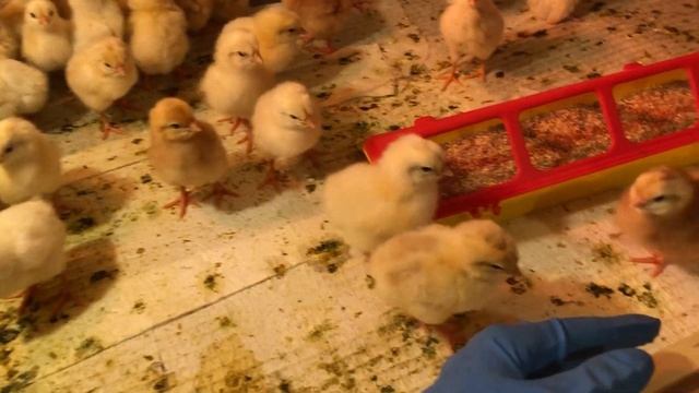 🐣🐣🐣 100 цыплят 🐥🐥🐥 смотреть онлайн