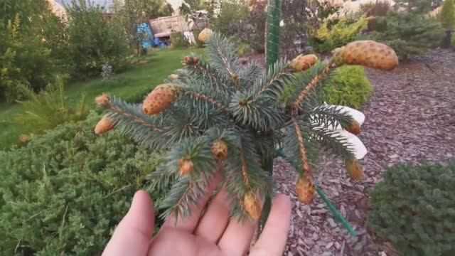 Обзор покупки с ин-т магазина растений Хвойная коллекция Picea Pungens Hermann Naue (Mechtatelnica)